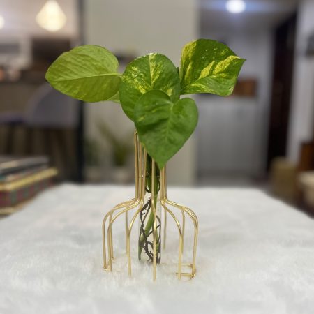 Propagation Station With Metal Frame