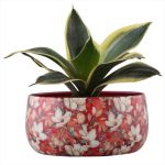 WhatsApp Image 2025-03-06 at 12.26.48 PM