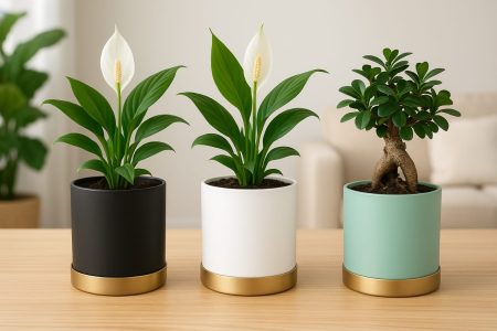 Cylindrical Planters with Plate (Set of 3)